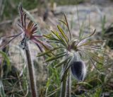 Pulsatilla pratensis. Цветок. Ростовская обл., г. Донецк, правый, высокий берег реки Северский Донец, скальные обнажения. 09.04.2024.