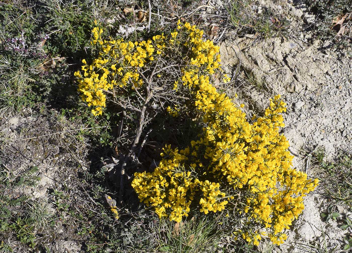 Image of Genista scorpius specimen.