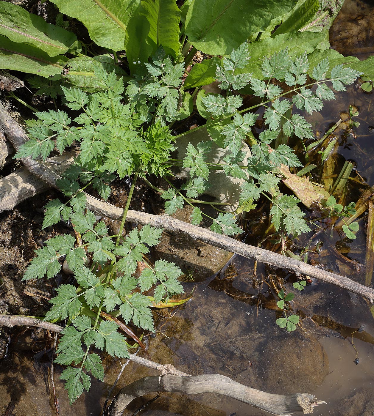 Image of familia Apiaceae specimen.