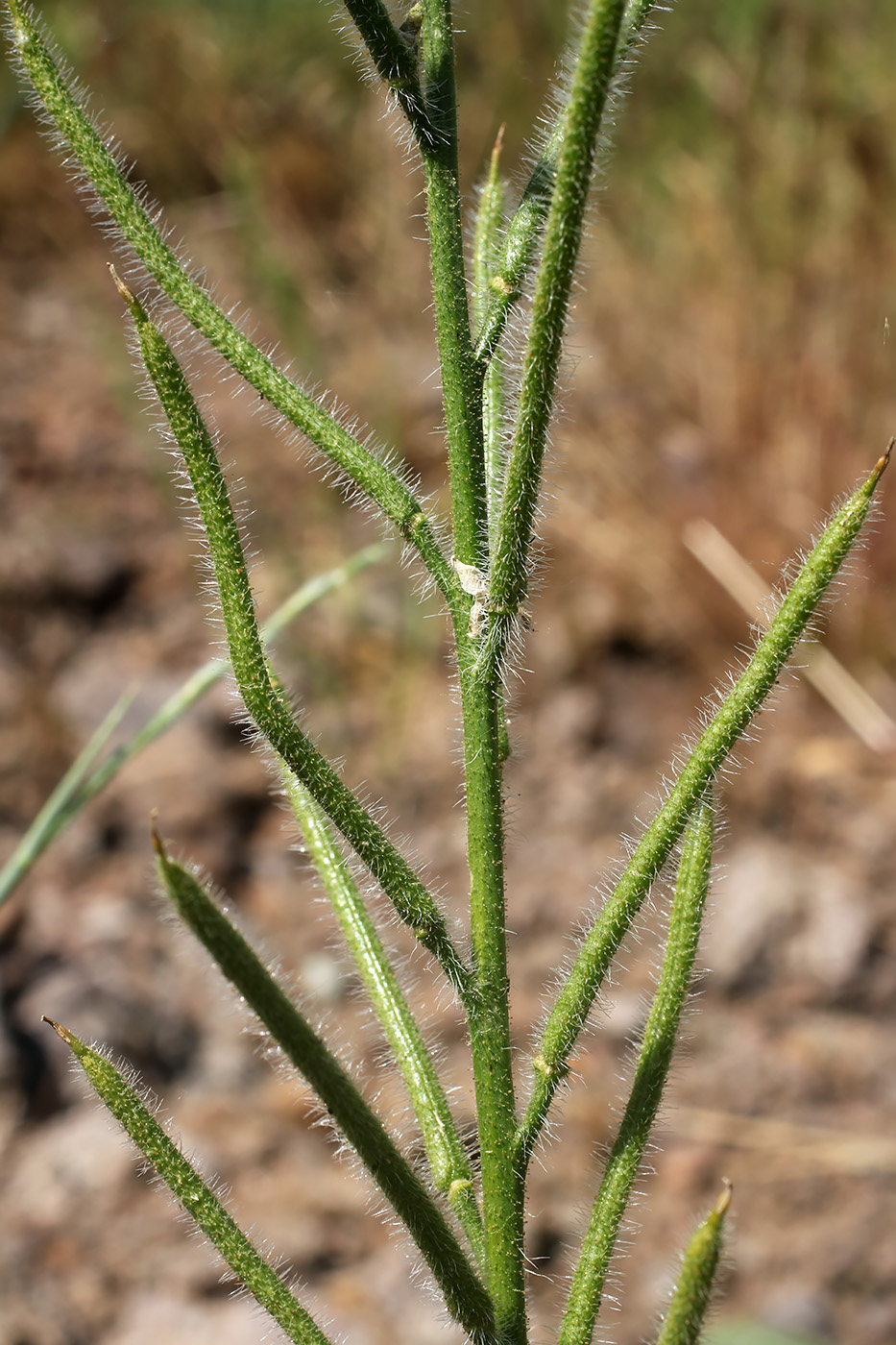 Image of Parrya tojibaevii specimen.