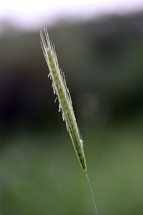 Изображение особи Hordeum bulbosum.