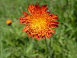 Pilosella aurantiaca