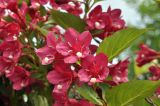 Weigela hortensis
