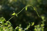 Fallopia convolvulus