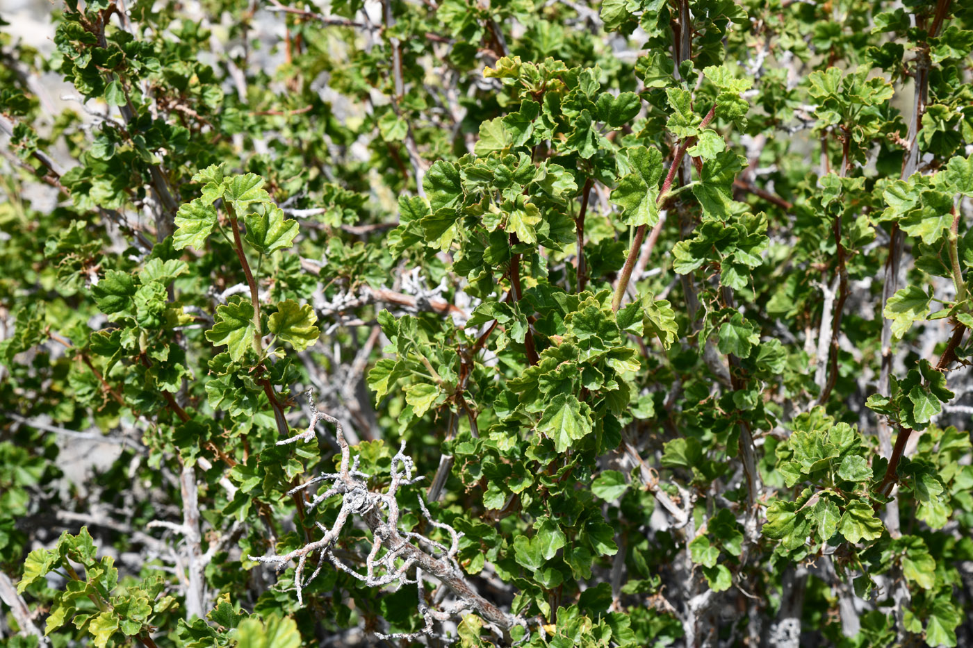 Image of Ribes villosum specimen.