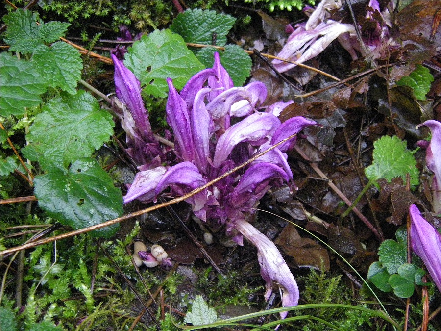 Изображение особи Lathraea clandestina.