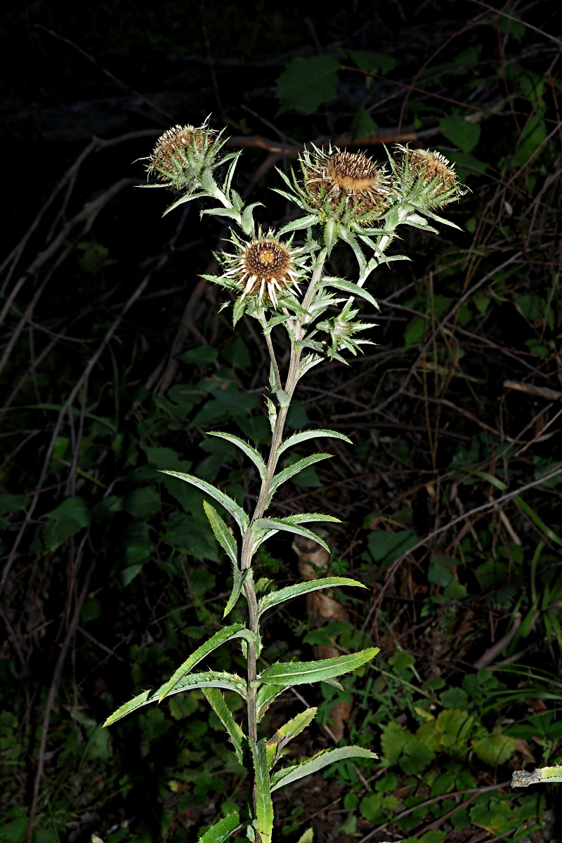 Image of Carlina biebersteinii specimen.