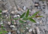 genus Salix