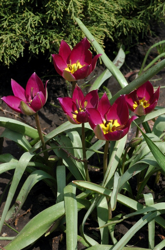 Изображение особи Tulipa humilis.