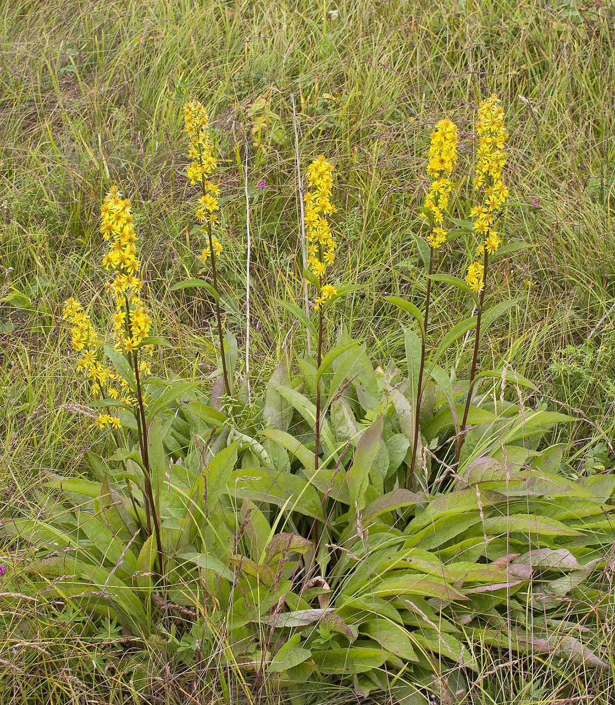 Image of Solidago virgaurea ssp. dahurica specimen.
