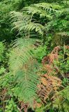 Pteridium tauricum