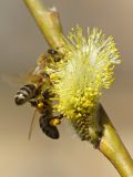 Salix gmelinii