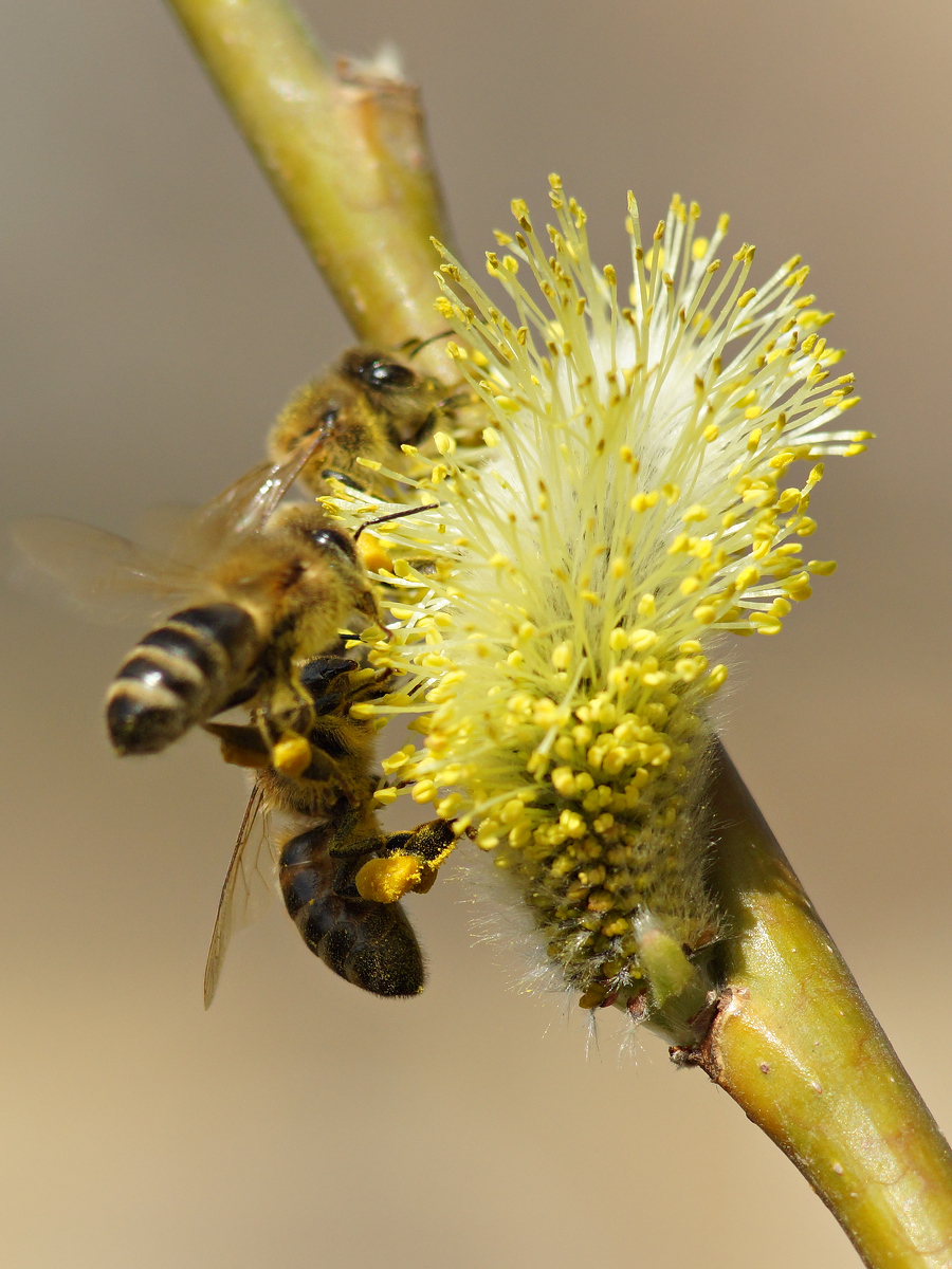 Изображение особи Salix gmelinii.
