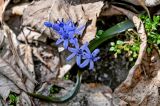 Scilla bifolia. Соцветие. Краснодарский край, Сочи, Адлерский р-н, горнолыжный курорт \"Роза Хутор\", широколиственный лес. 12.03.2025.
