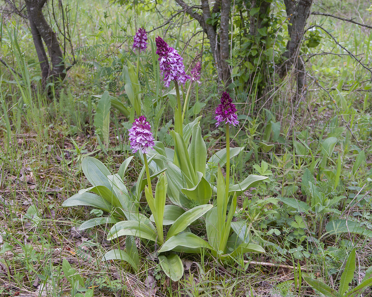 Image of Orchis purpurea ssp. caucasica specimen.