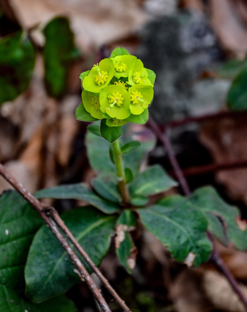 Image of Euphorbia amygdaloides specimen.