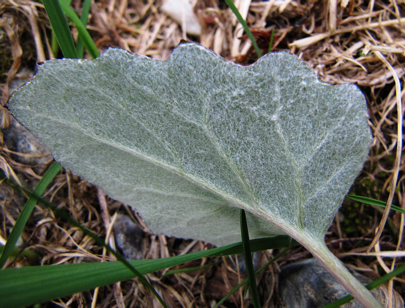 Изображение особи Petasites frigidus.