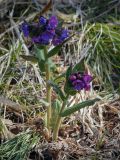 Pulmonaria mollis