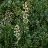 Platanthera chlorantha. Верхушки растений с соцветиями. Волгоградская обл., Калачёвский р-н, дол. р. Большая Голубая, меловые горы, байрачный лес в отроге балки. 05.06.2005.