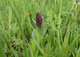 Dactylorhiza euxina
