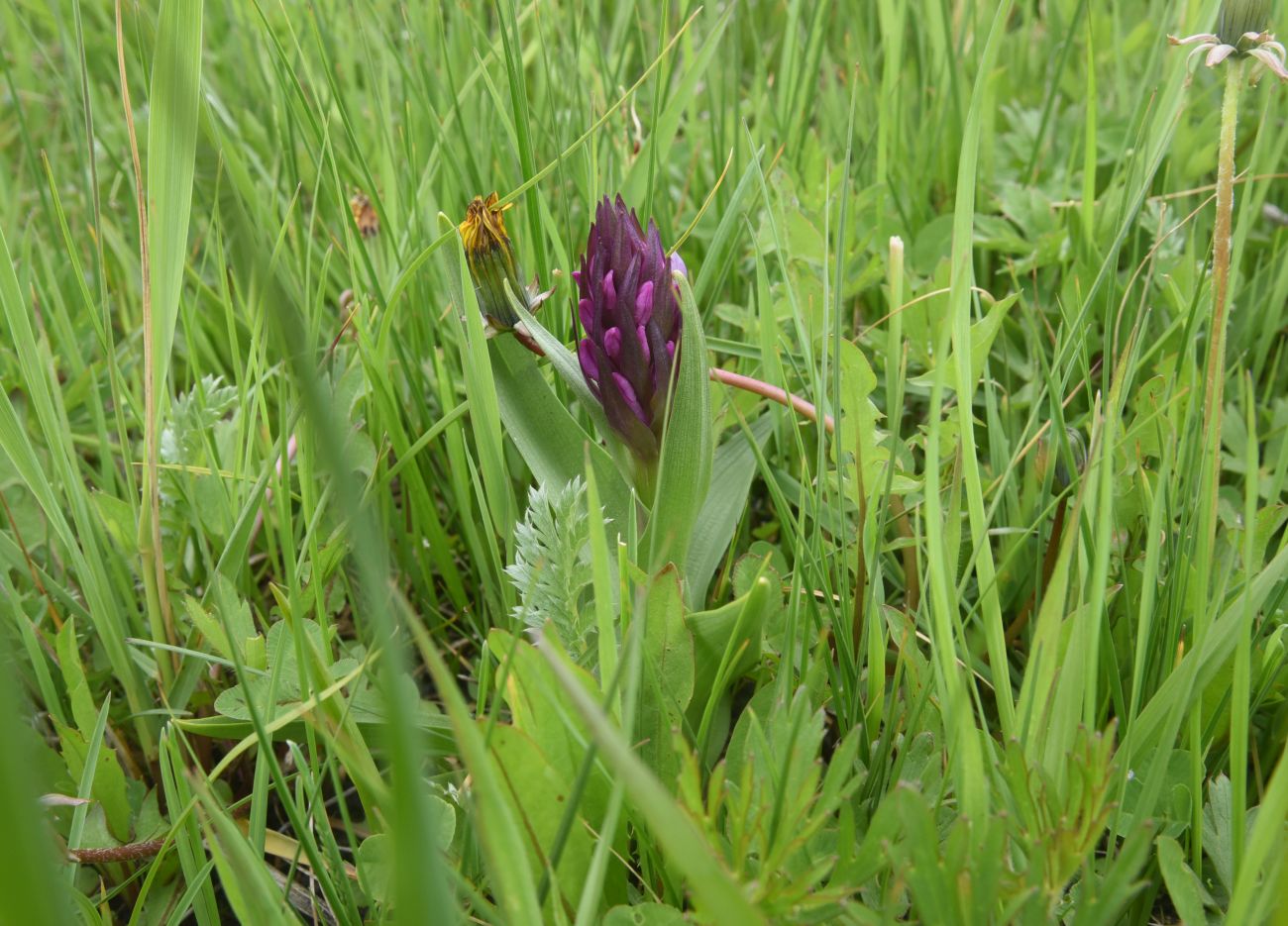Image of Dactylorhiza euxina specimen.