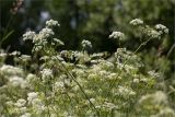 Anthriscus sylvestris