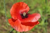 Papaver rhoeas. Цветок. Псковская обл., Порховский р-н, окр. дер. Заборовье, залежь. 15.06.2025.