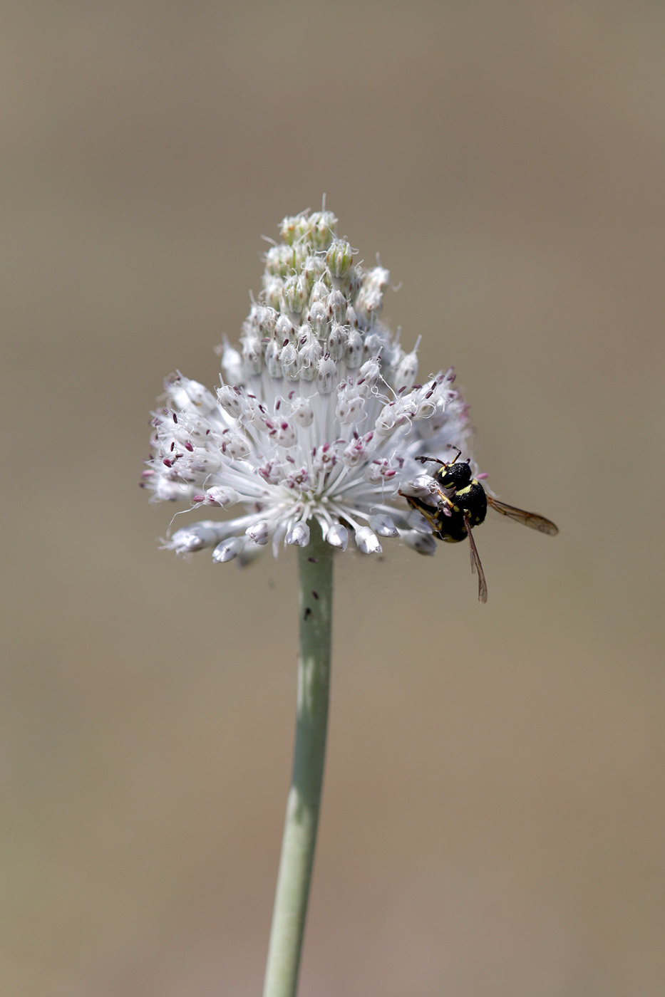 Image of Allium guttatum specimen.