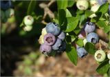 Vaccinium corymbosum. Плоды разной степени спелости. Московская обл., Раменский р-н, окр. дер. Хрипань, садовый участок. 29.07.2025.