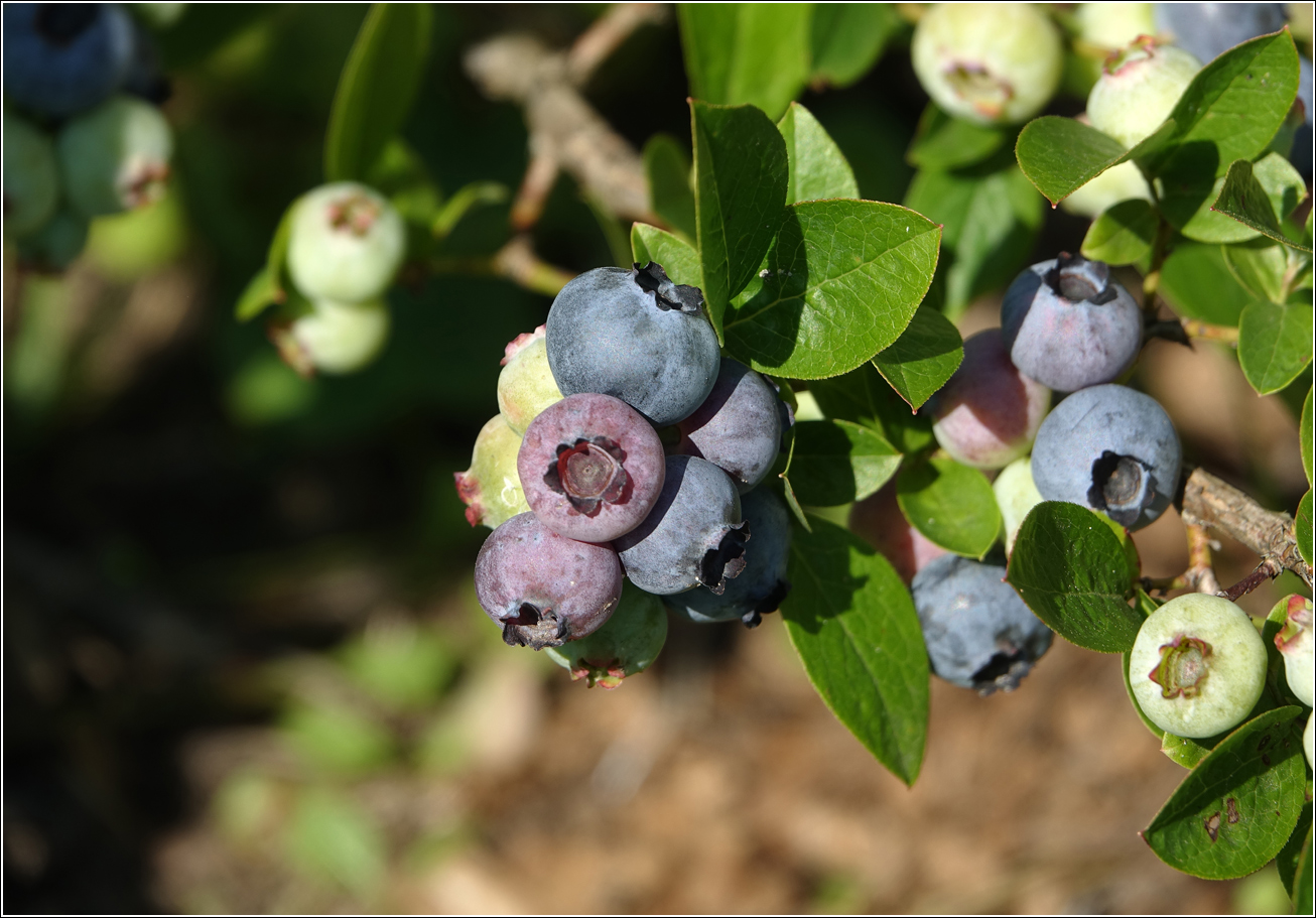 Image of Vaccinium corymbosum specimen.