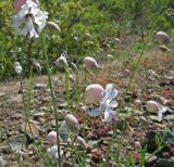 Oberna crispata. Соцветия. Южный берег Крыма, гора Аю-Даг. 11.05.2007.