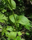 Image of taxon representative. Author is Игорь Евдокимов