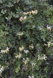 Lonicera periclymenum