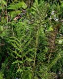 Athyrium filix-femina