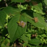 Euonymus pauciflorus. Верхушка цветущего побега. Хабаровский край, окр. г. Комсомольск-на-Амуре, смешанный лес. 29.06.2025.