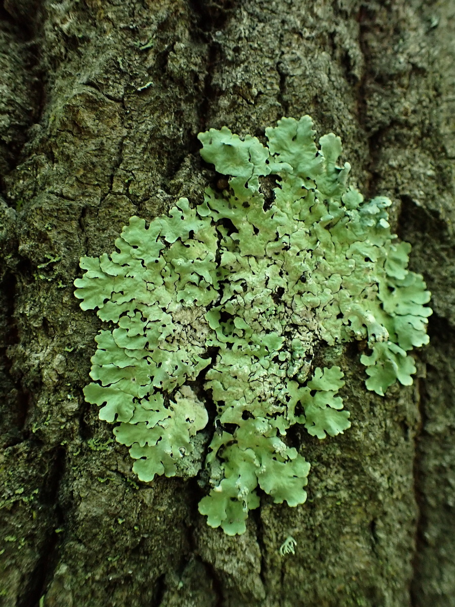 Изображение особи отдел Ascomycota.