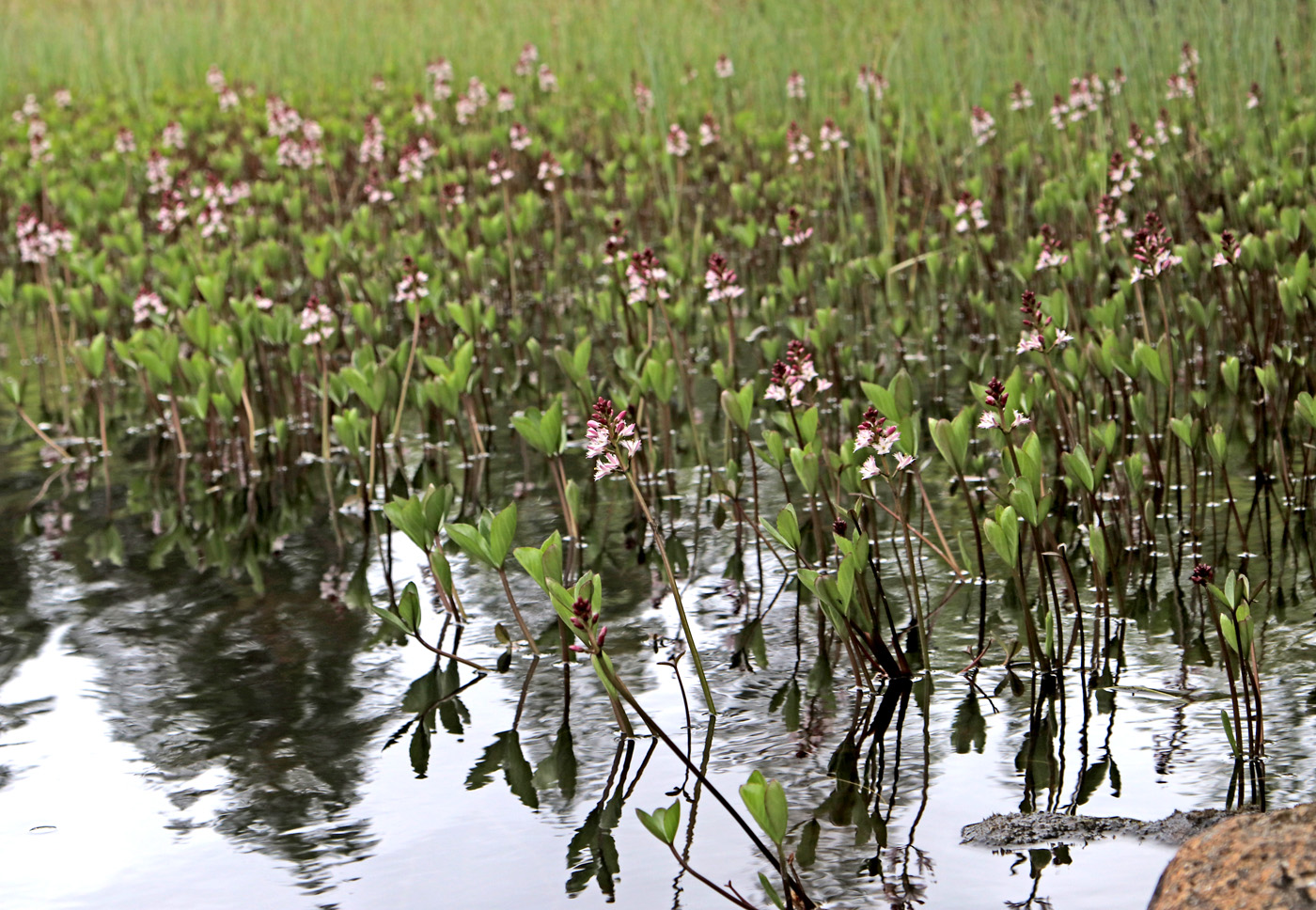 Image of Menyanthes trifoliata specimen.