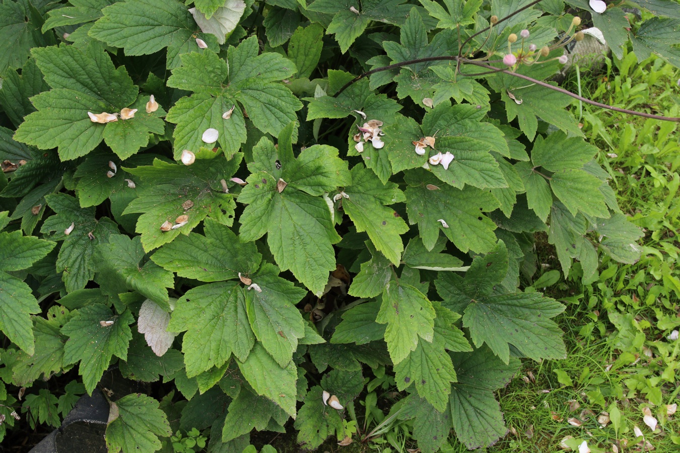 Image of genus Anemone specimen.