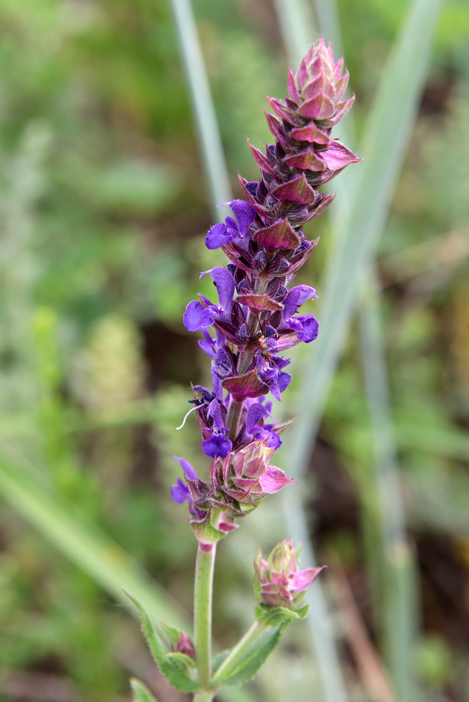 Изображение особи Salvia nemorosa.
