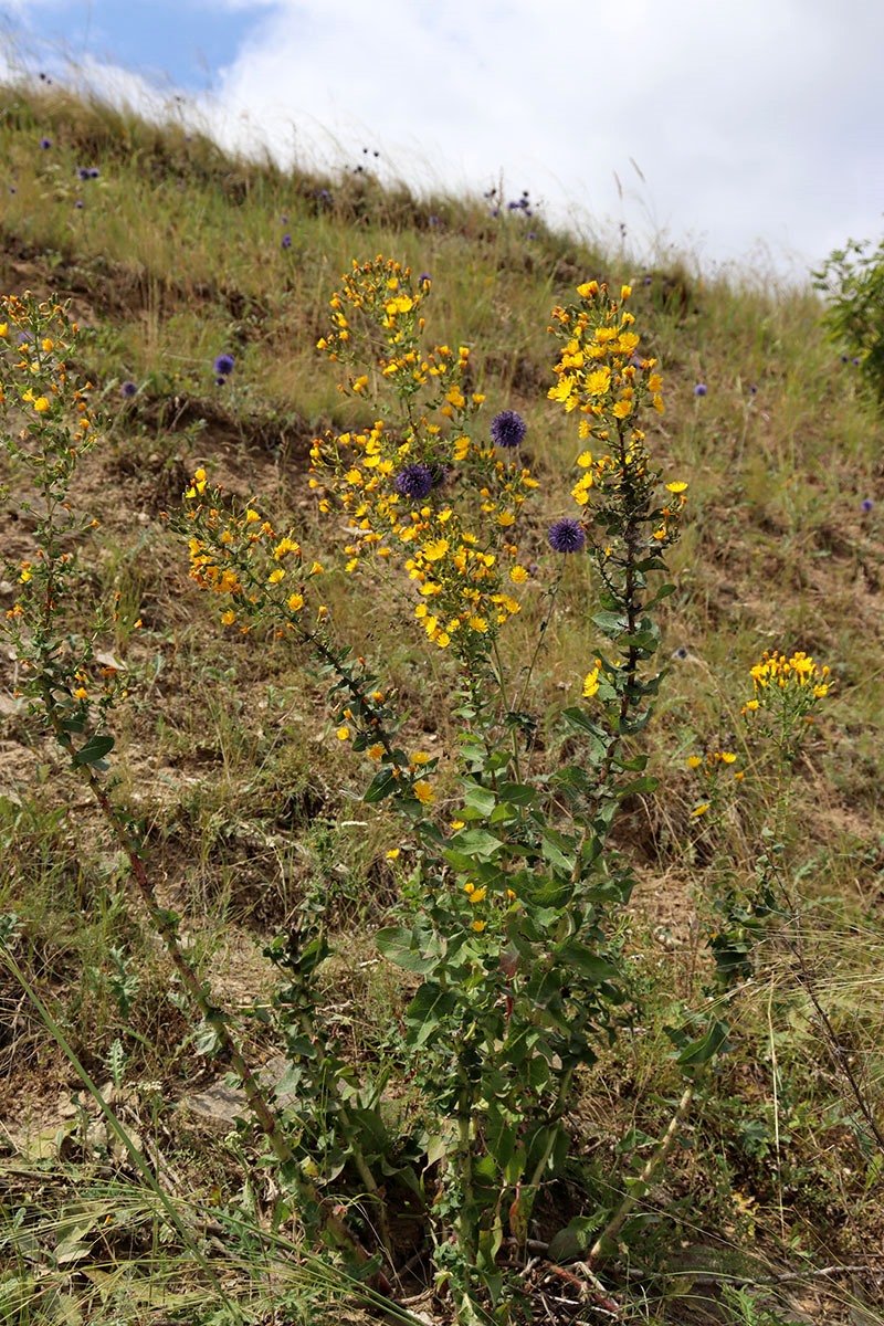 Изображение особи Hieracium virosum.