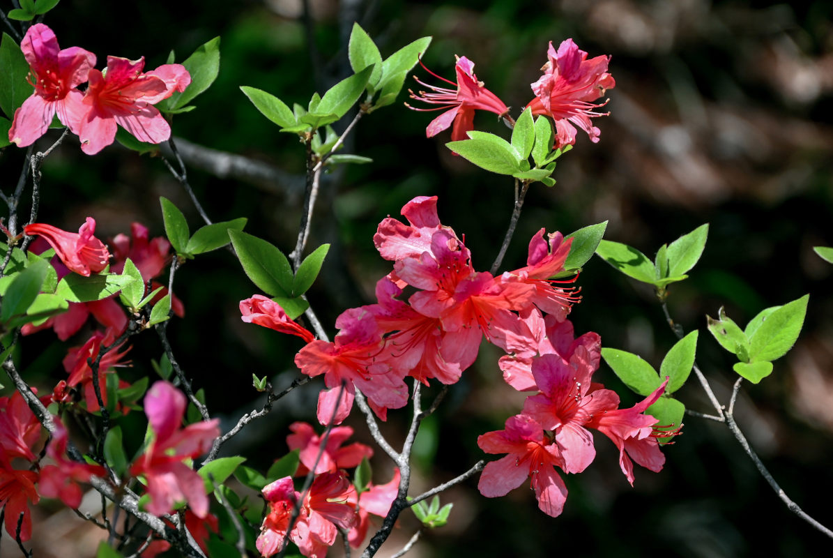 Image of Rhododendron kaempferi specimen.