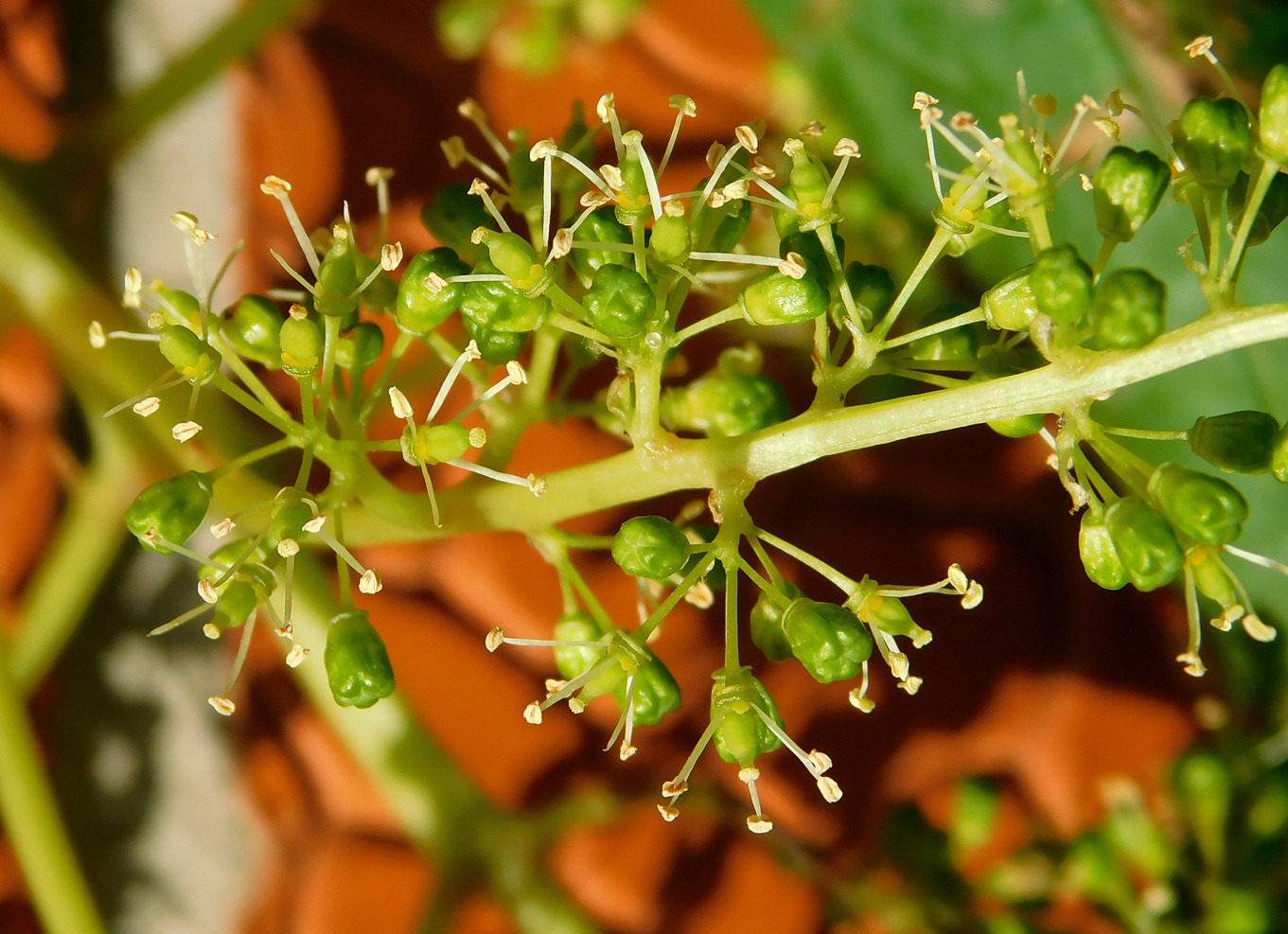 Image of genus Vitis specimen.