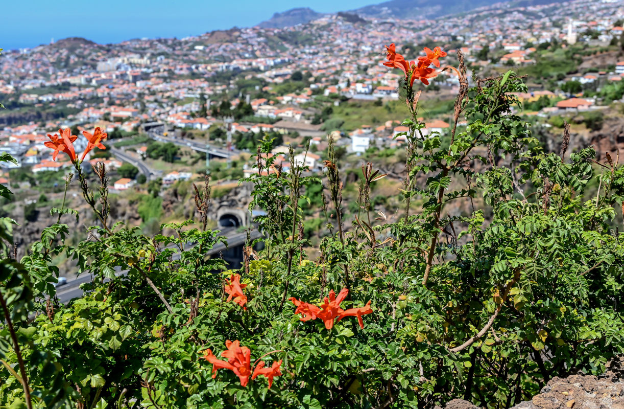 Изображение особи Tecomaria capensis.