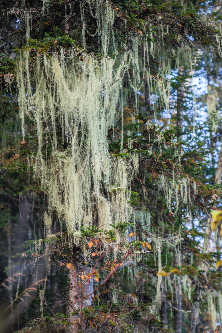Image of Usnea longissima specimen.