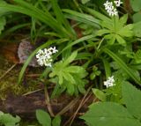 Galium odoratum. Цветущие растения. Республика Адыгея, окр. горы Острах, широколиственный лес. 4 мая 2025 г.