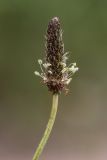 Plantago lanceolata. Соцветие. Ростовская обл., Каменский р-н, окр. станицы Калитвенская, обочина песчаной дороги. 23.05.2021.