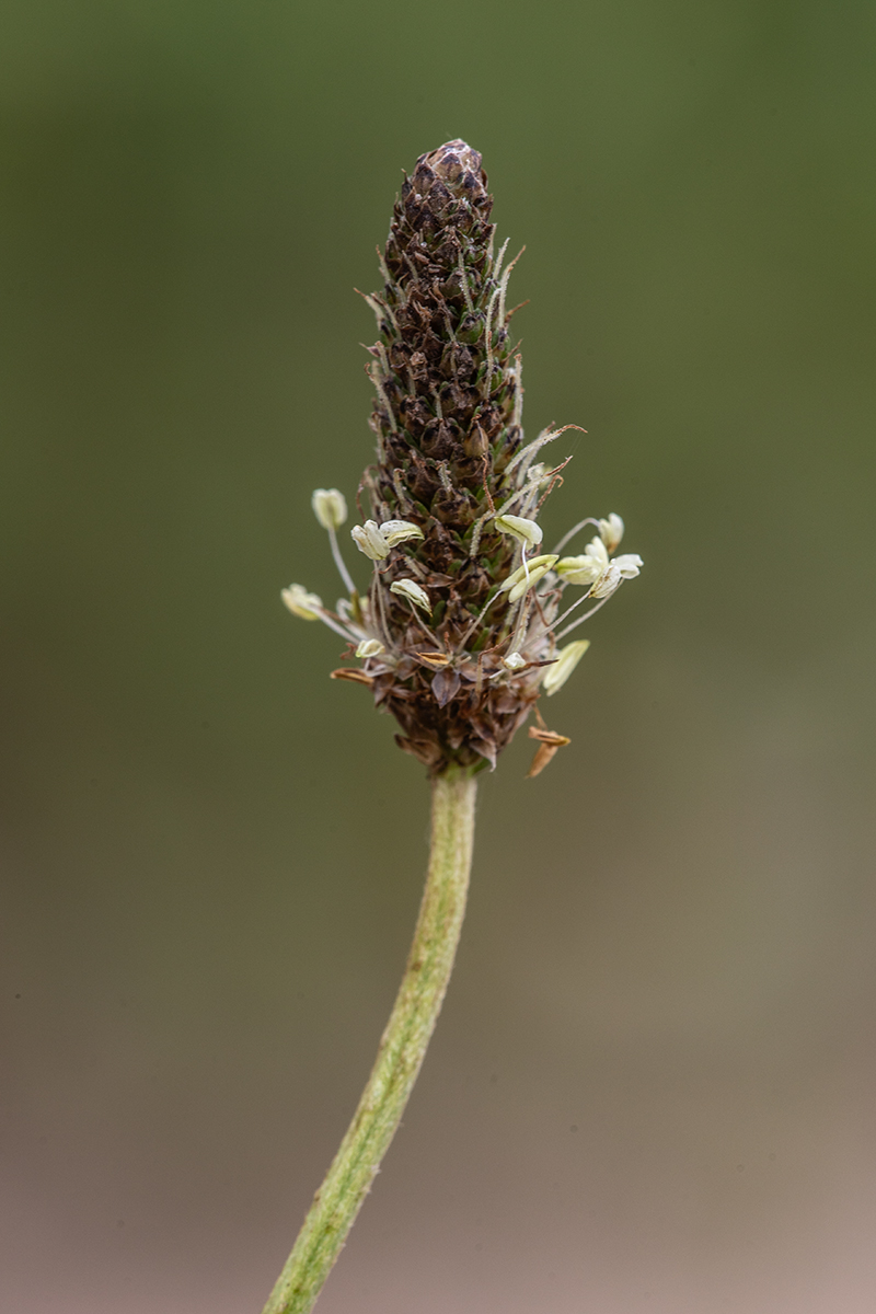 Image of Plantago lanceolata specimen.