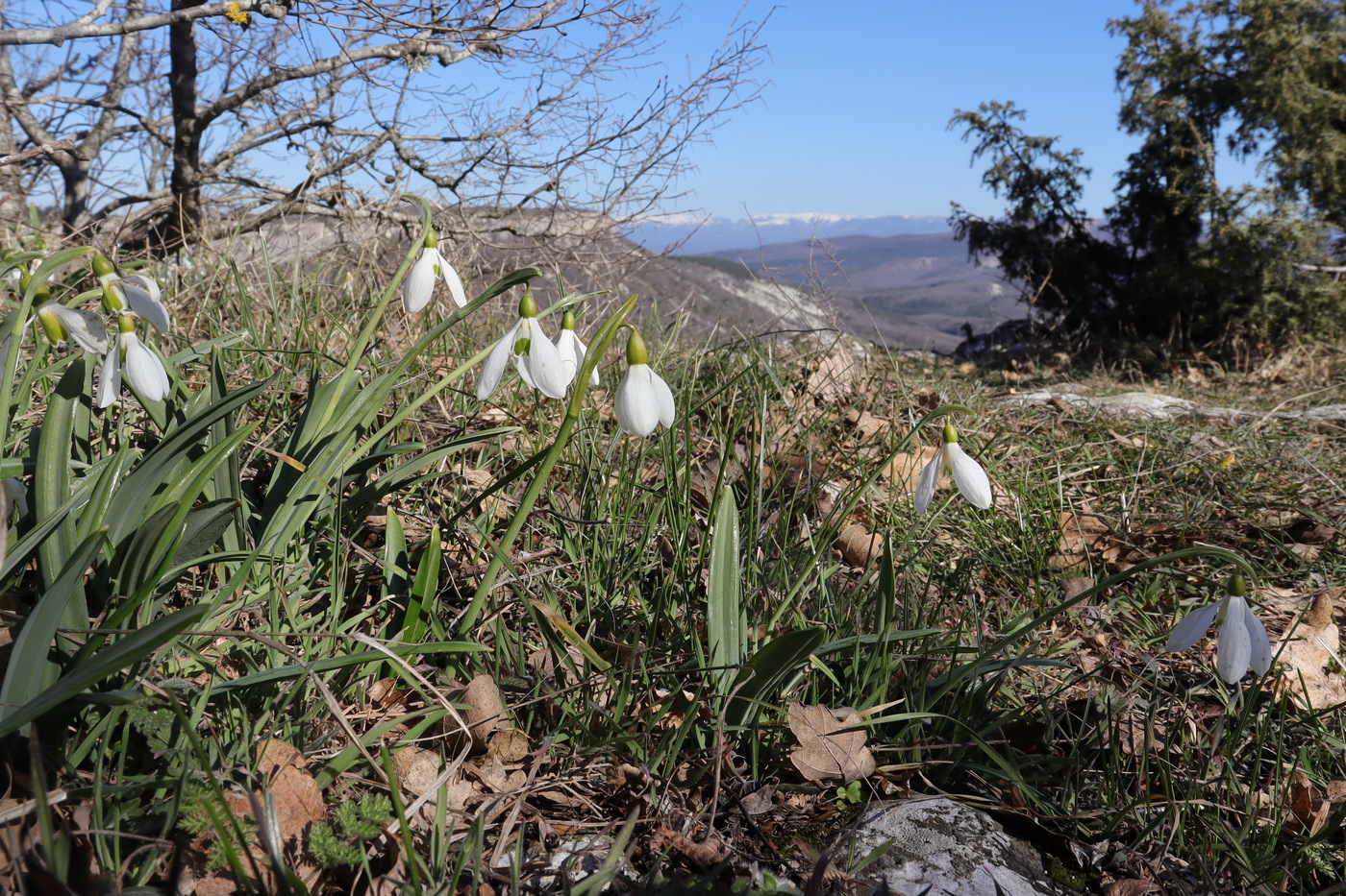 Изображение особи Galanthus plicatus.