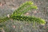 Araucaria angustifolia