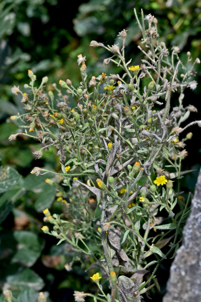 Image of genus Andryala specimen.